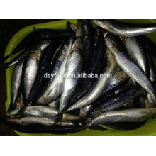 Sardina congelada en venta